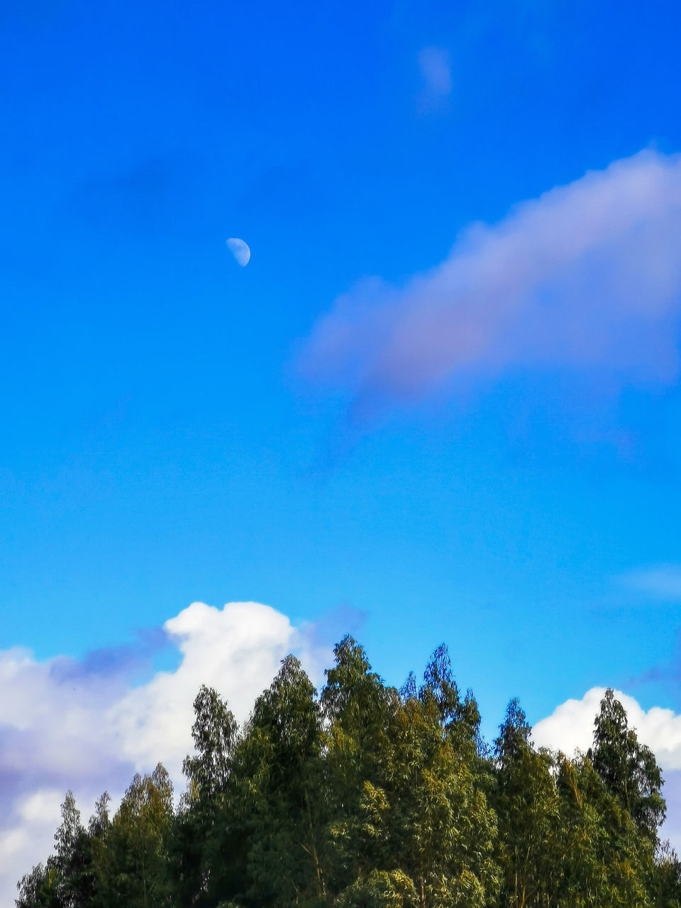 LOW ANGLE VIEW OF TREE AGAINST SKY