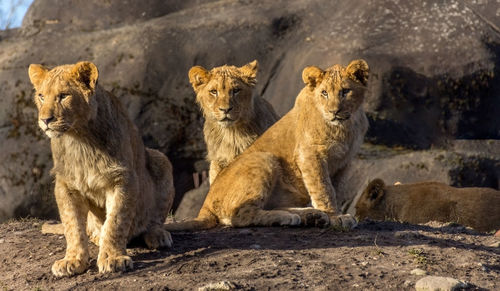 Portrait of lion