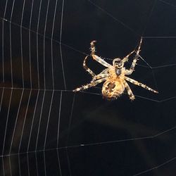 Close-up of spider on web