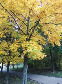 Close-up of tree during autumn