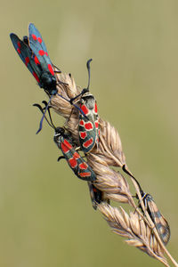 Close-up of insects on plant