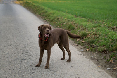 Portrait of dog on grass