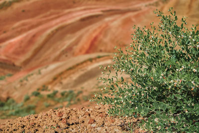 Selective focus on a flowering bush against the backdrop of red mountains. 