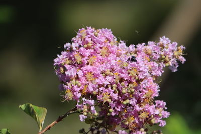 Close-up of pink flowering plant