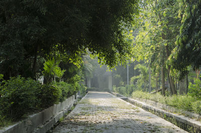 Empty road amidst trees in park