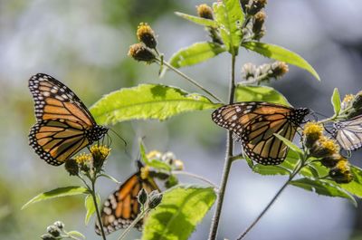 Butterfly pollinating flower