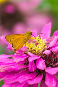 Close-up of butterfly pollinating on pink flower