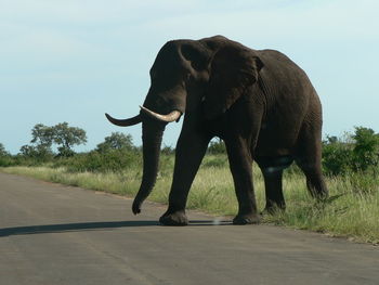 Side view of elephant standing on road against sky