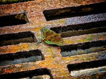 High angle view of butterfly on sewer