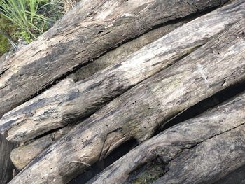 Full frame shot of tree trunk