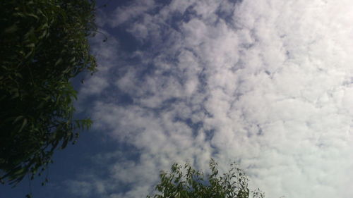 Low angle view of trees against cloudy sky