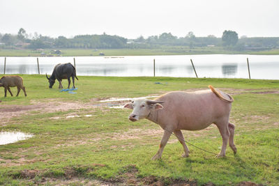 Horses in a field