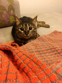 Portrait of cat relaxing on bed at home