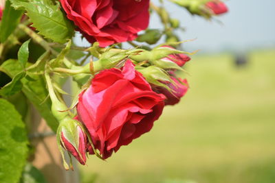 Close-up of red rose blooming outdoors