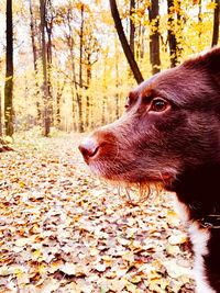 Close-up of dog in forest during autumn