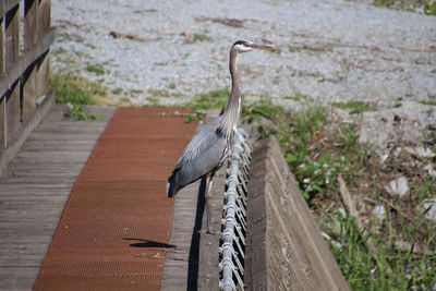 High angle view of bird perching on footpath