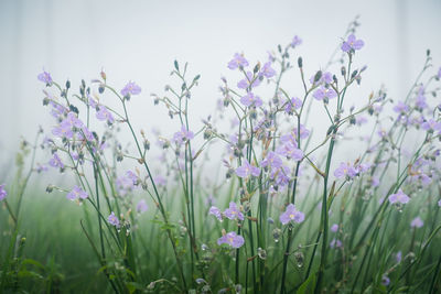 Close-up of purple flowering plants on field