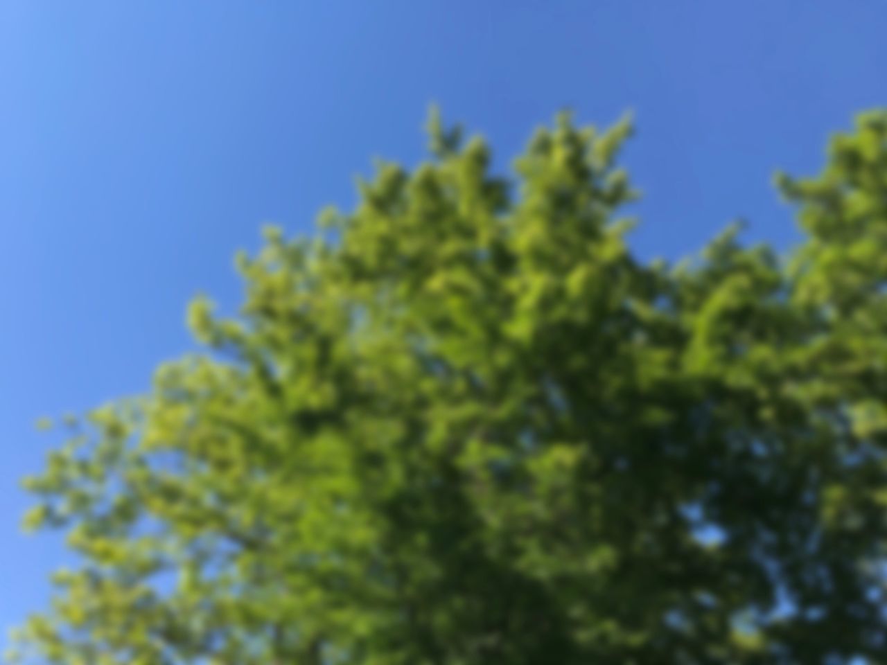 bluejack