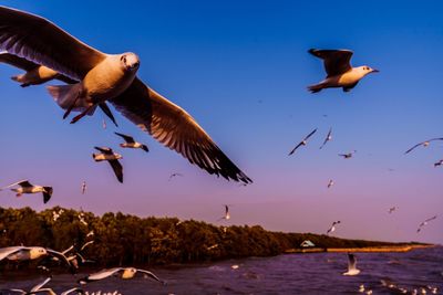 Seagulls flying over sea against sky