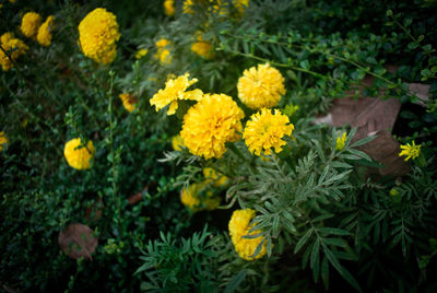 Close-up of marigold blooming outdoors