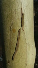 Close-up of lizard on tree trunk