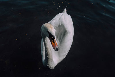 High angle view of swan in lake