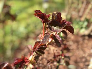 Close-up of red flowering plant