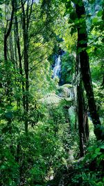 Trees in forest