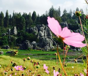 Pink flowers growing in field