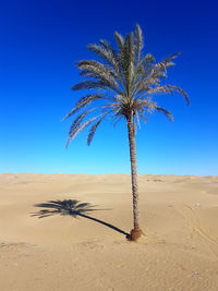 Palm tree in desert against blue sky