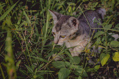 Cat looking away