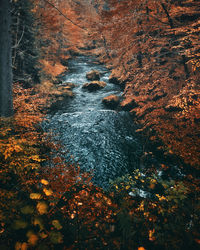 High angle view of trees in forest