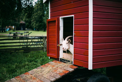 Goat in pen on land