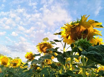 Close-up of yellow sunflower against sky