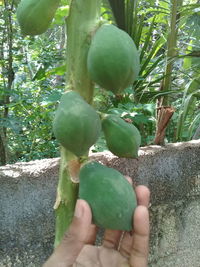 Close-up of hand holding fruit