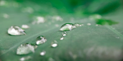 Close-up of water drops on leaf