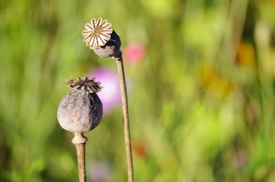 Close-up of butterfly on plant