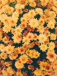 High angle view of orange flowering plants