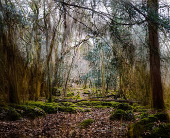 Trees in forest