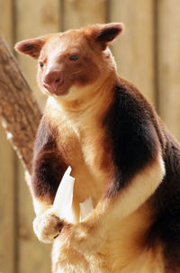 Close-up of a dog looking away