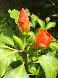 Close-up of red flower blooming outdoors