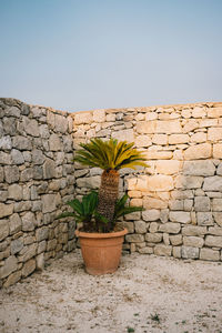 View of plants against clear sky