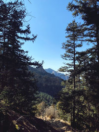 Low angle view of trees and mountains against sky