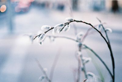 Close-up of frozen plants against blurred background