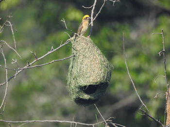 Close-up of bird in nest