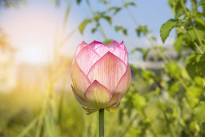 This beautiful pink waterlily or pink lotus flower. with sunlight. chinese red jiaxing lotus