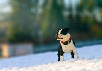 Close-up of dog on snow