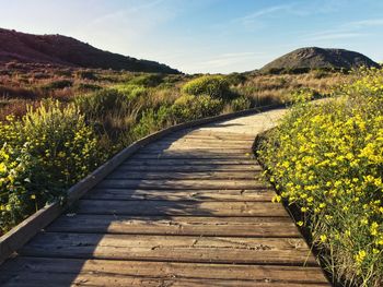 Boardwalk amidst plants on landscape against sky