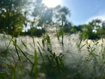 Close-up of plant on field against sky