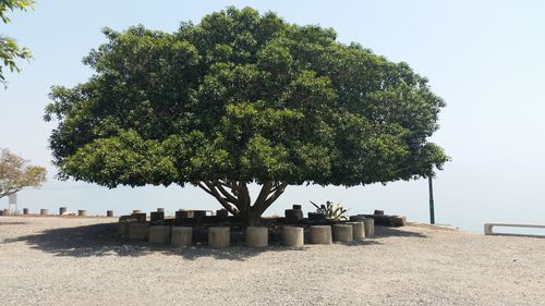 Tree by sea against clear sky